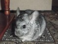 /album/fotogaleria/p1100020-jpg/
